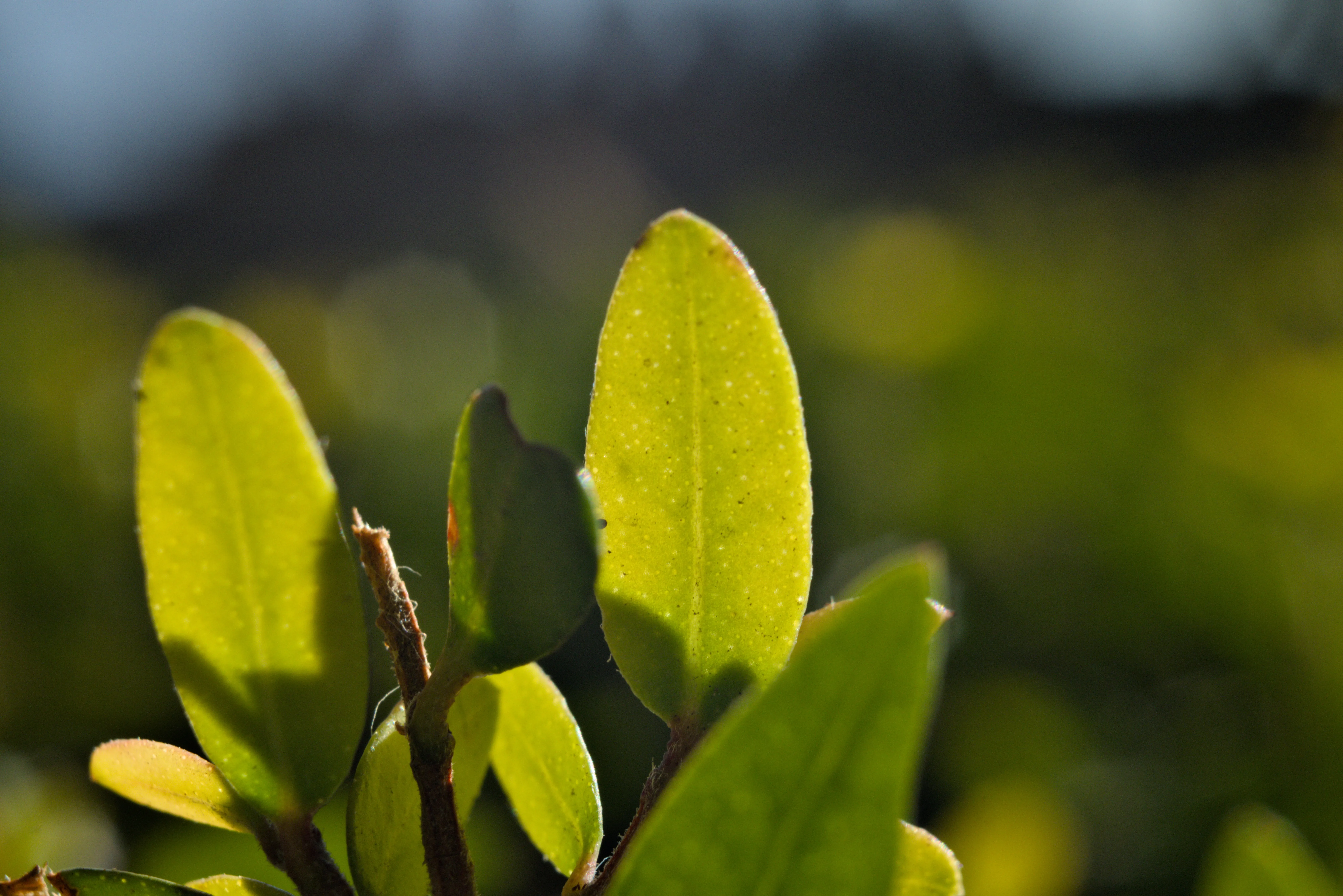 Meyer-Optik Görlitz Primagon 35mm f4.5 (M42) - _I4A7360.webp